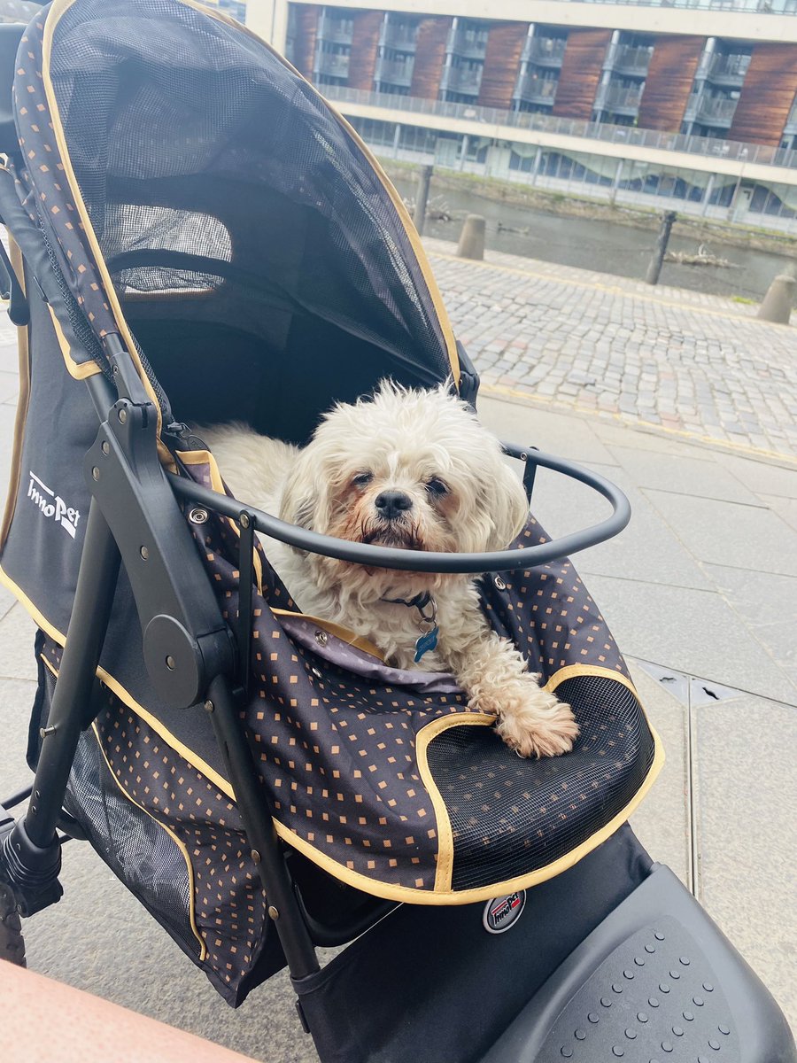 JodieDee1991's tweet photo. Walkies, Chilling & Waffles ๐ง๐ถโค๏ธ #seniordog #shihtzu #innopet https://t.co/VpXqSCZeeL