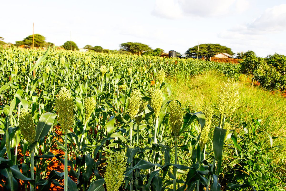 MohamedAKhalif's tweet photo. Happy to witness the remarkable progress in Buraashum, Mandera West sub-county. Despite enduring prolonged drought, this farmer has showcased the resilience of our community. My administration is committed to making the county food secure and investing in agriculture. We will also extend our unwavering support to farmers, providing necessary assistance along the way.