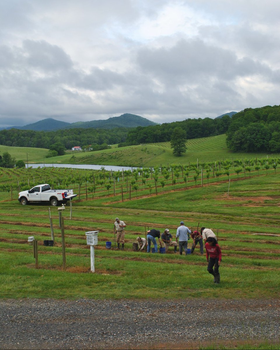 Recently, our Winery was named 2022 North Carolina Grower of Excellence by the North Carolina Winegrower’s Association. 

📷: The vineyard team, hard at work amongst the vines.