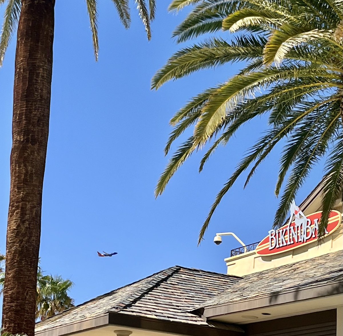 brewerm72's tweet photo. Palm trees, Bikini Bar and ⁦@SouthwestAir⁩. #wannagetaway https://t.co/AC8xd3f1yU