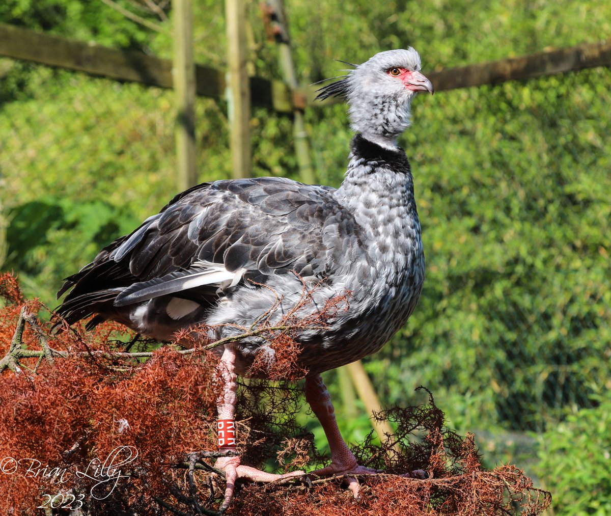brglilly's tweet image. Southern screamer @exmoorzoo #SouthernScreamer
