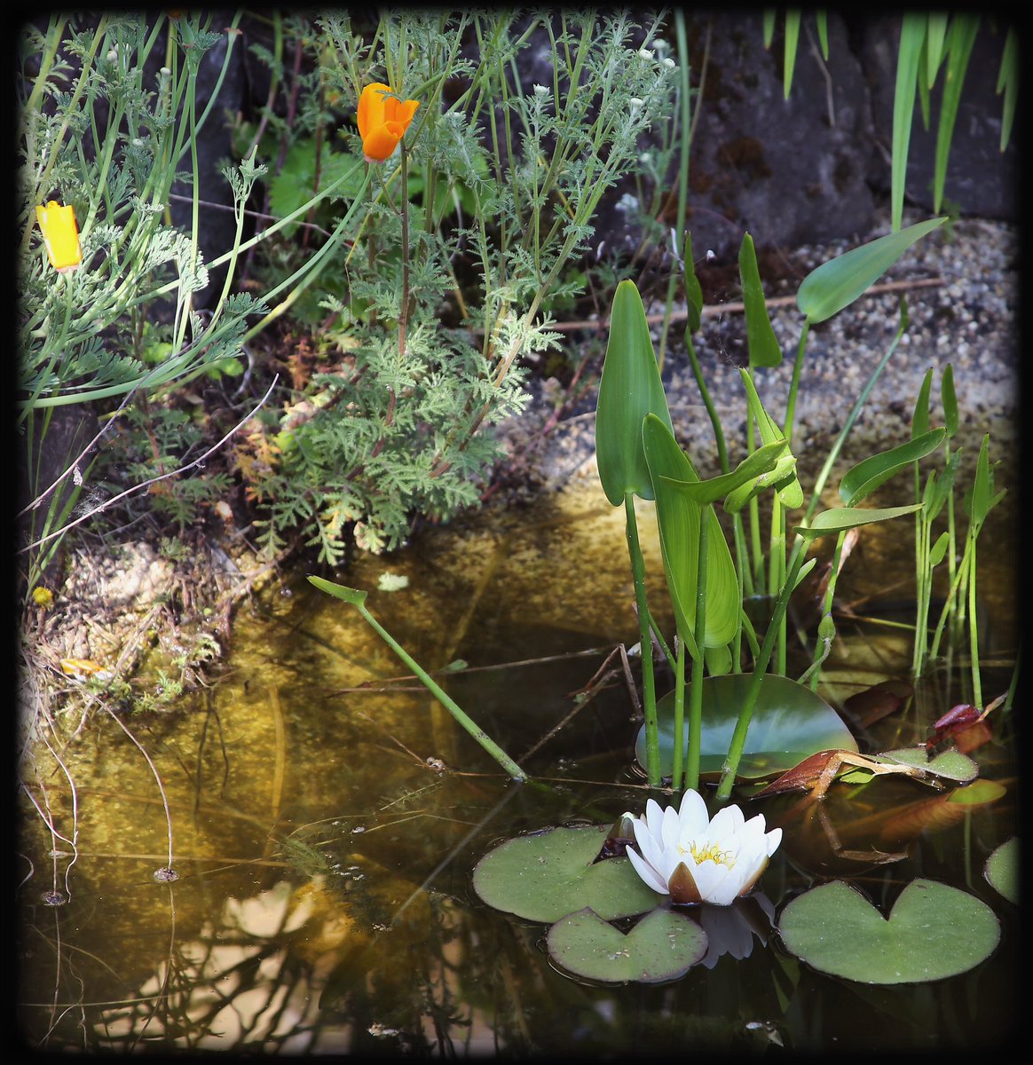 💚🪷… afternoon by the pond …🪷💚 #pond #pondlife #flora #plants #secretgarden #nature #mood #atmosphere #silence #peace #serenity #magic #spell #beauty #imagination #fairytale