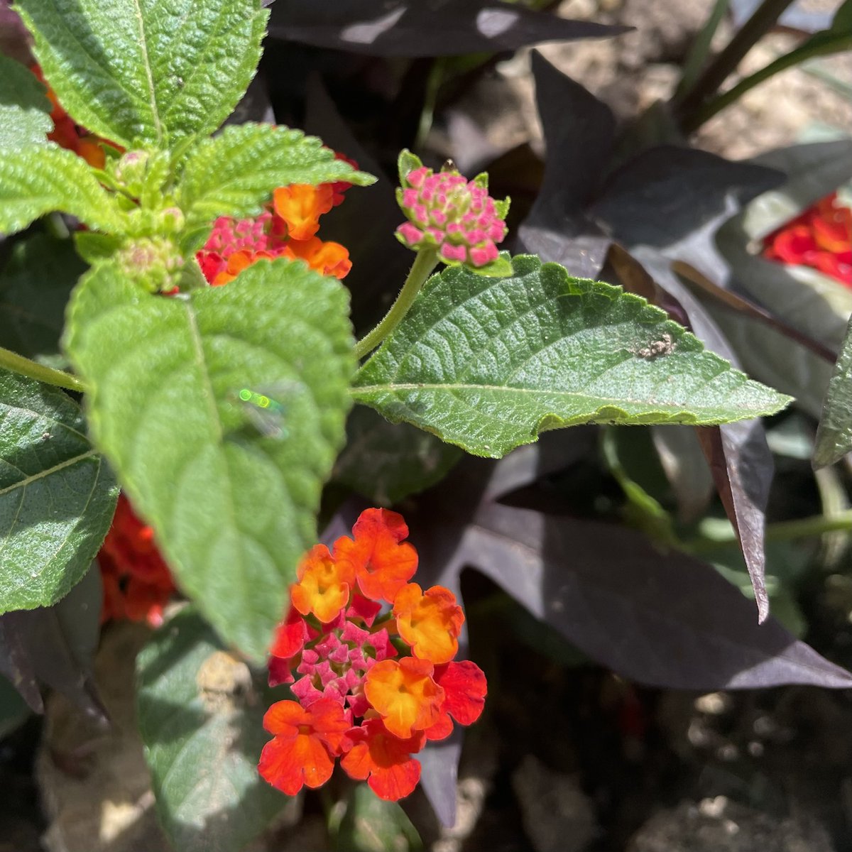 hatchdw's tweet photo. A couple weeks ago on a @MentalHealthAm #MentalHealthMonth #FacebookLive, we discussed how #nature supports our #MentalHealth. Here’s a simple activity to try this #MemorialDayWeekend: #RainbowWalk. 🌈 ☀️ 🌸 #NatureBINGO https://t.co/a8aU2Wowi2 @HealthierGen What will you find? https://t.co/FPQAY6AQq9