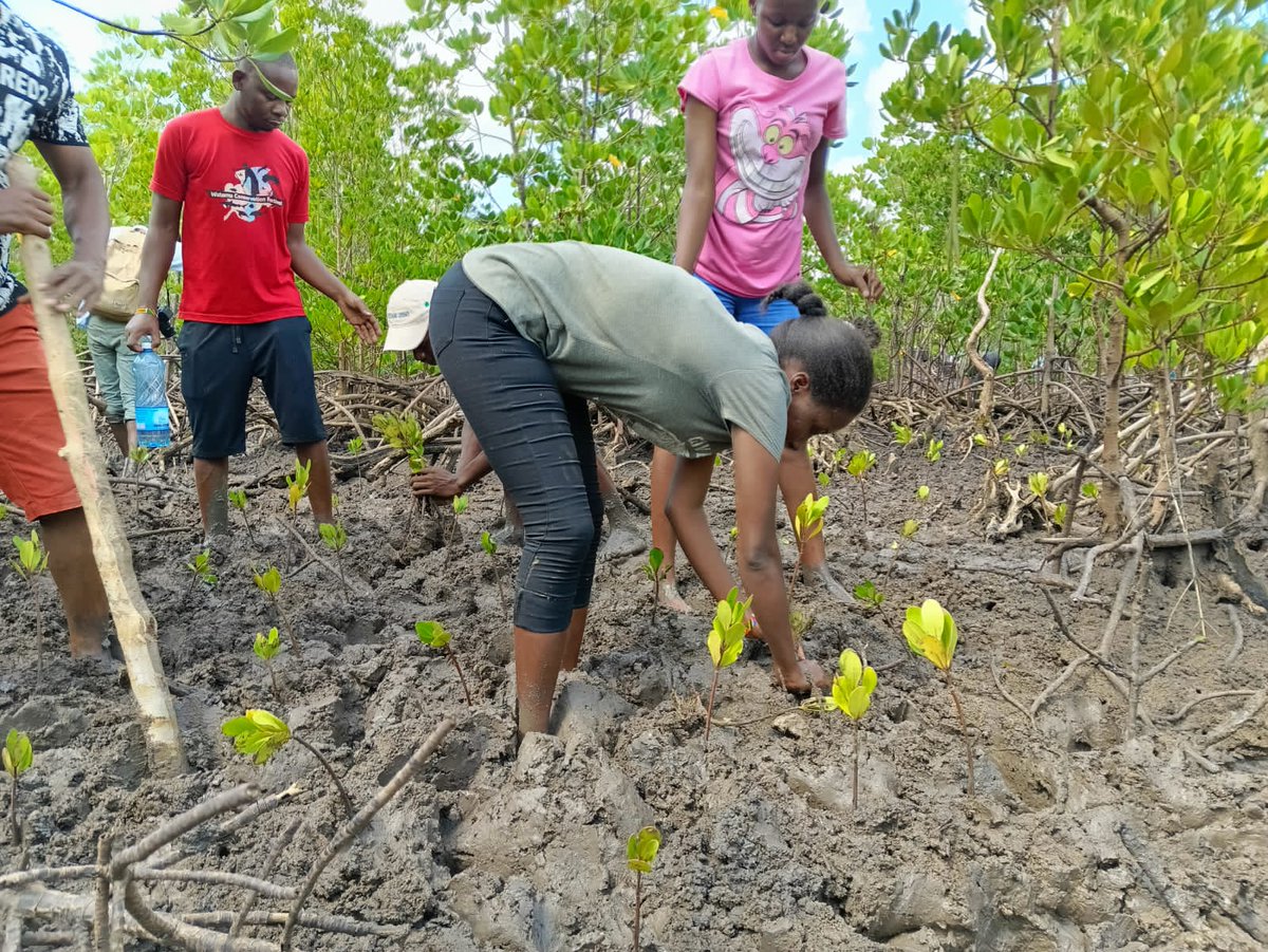 mangroves play an important role in mitigating climate change. Engaging youth in mangrove conservation and restoration efforts can help to ensure the long-term sustainability of these ecosystems. #GROWithUs #60MillionMangroves