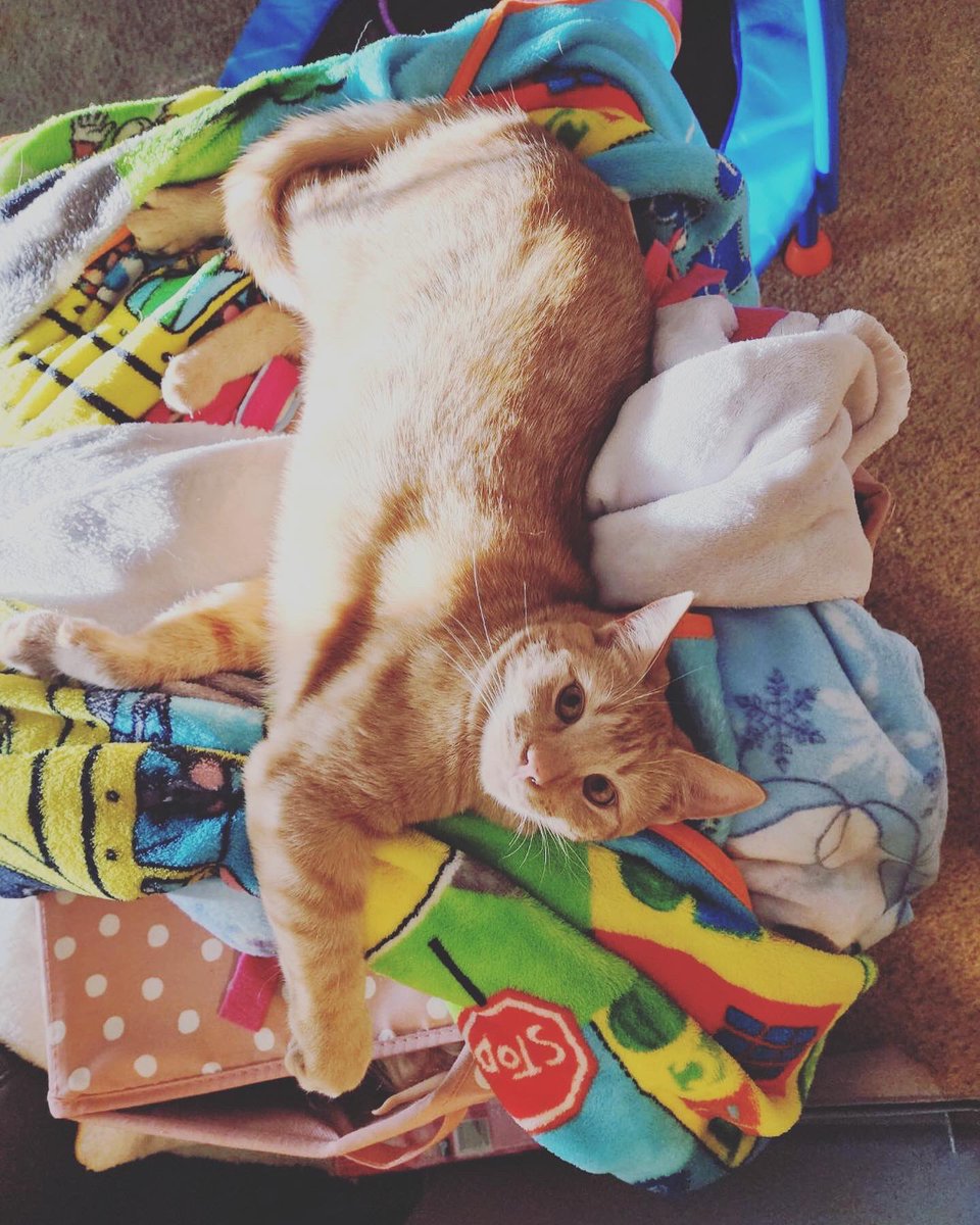 TheSandyPooch's tweet photo. Heckin Snoozer! #sandypooch #snoozer #orangecat #sleepybaby #relaxed https://t.co/eIAKaCF5Rt
