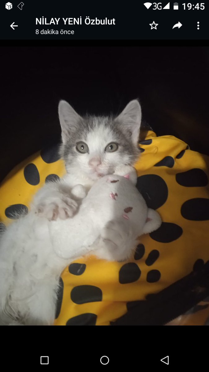 MİNNAK KEDİMİZİ  ARAYAN OLMADI😢 İSTANBUL KARTAL SOKAKTA AĞLARKEN BULUNAN MİNNAK KEDİYE YUVA ARANIYOR.   0501 002 1244