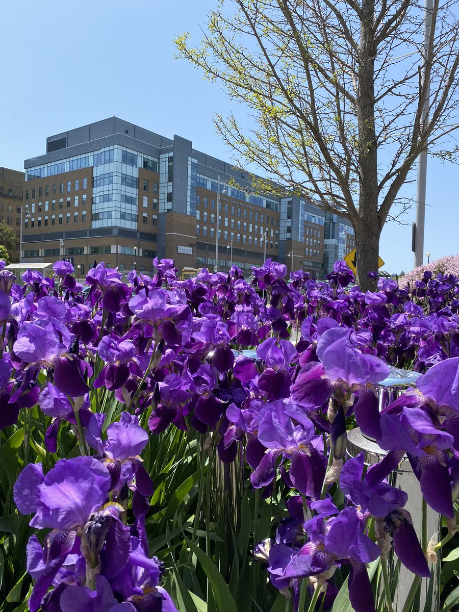 The most amazing iris blooms <a href="/Sunnybrook/">Sunnybrook Health Sciences Centre</a>
