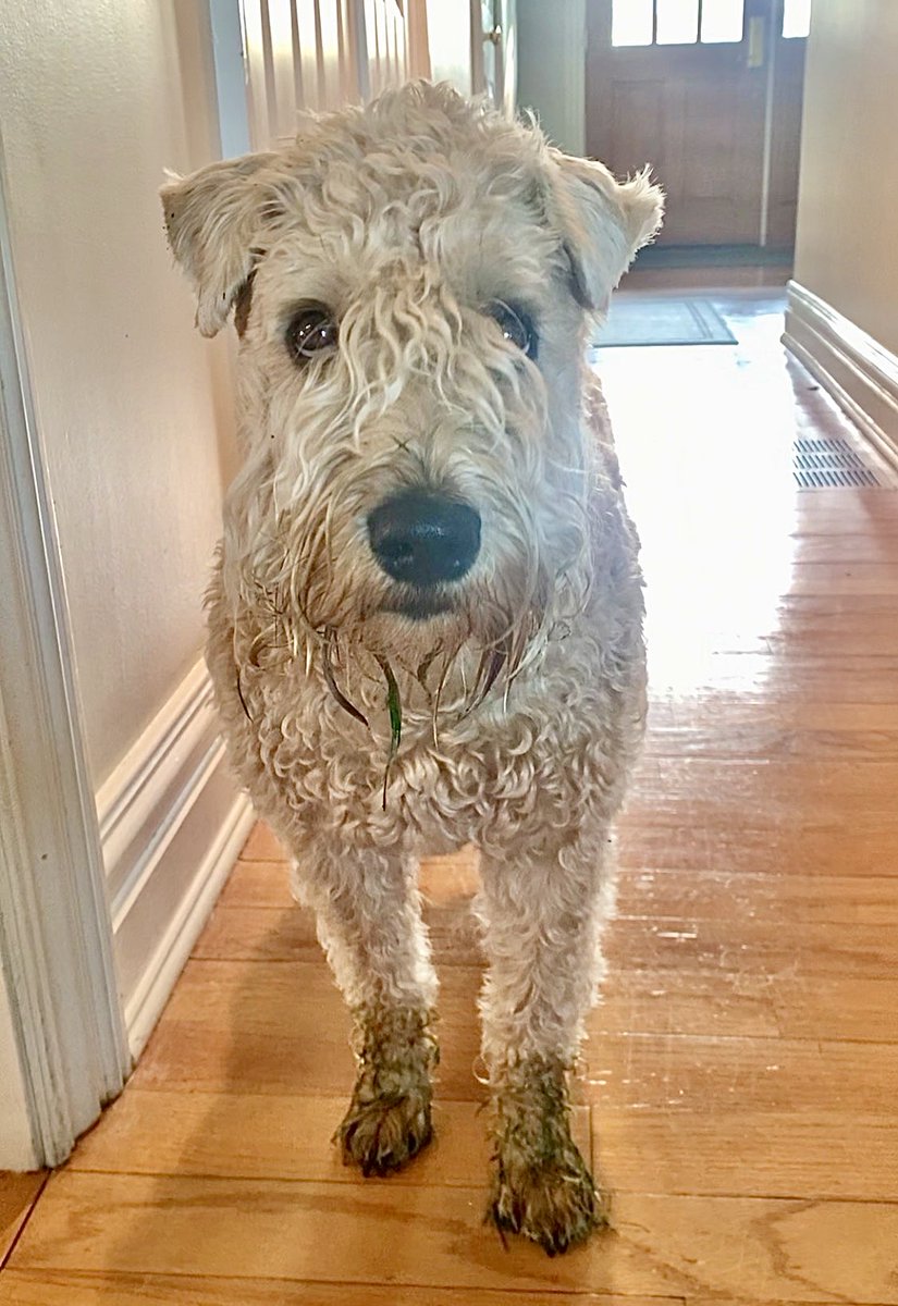 Can I keep them, Pwease?
#wheatenterrier #booties #dogsoftwitter