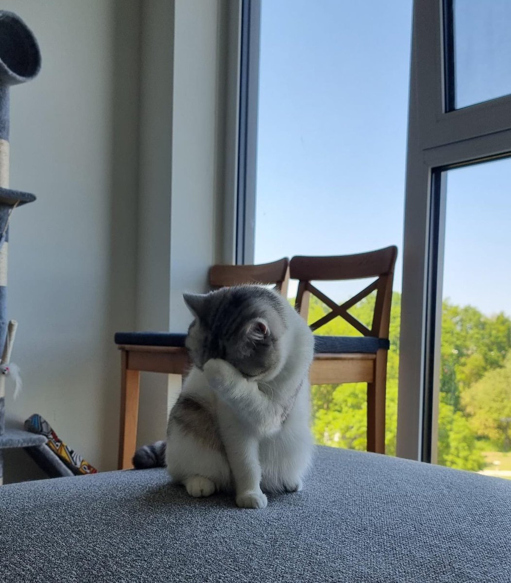 Maziarmzm's tweet image. منم وانیل جان، منم🤦🏻‍♂️