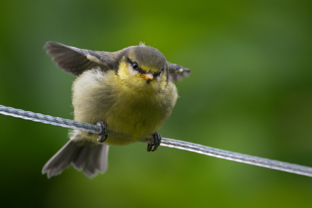 We are BACK! 😍 Join @ChrisGPackham,@michaelastracha, @MeganMcCubbin & Gillian Burke at 7:30pm on @BBCTwo tomorrow evening! And @HannahStitfall will be live at 1pm with Watch Out & all of the behind the scenes action! See you all tomorrow! #Springwatch 🐣🌱 📸 David Brooker