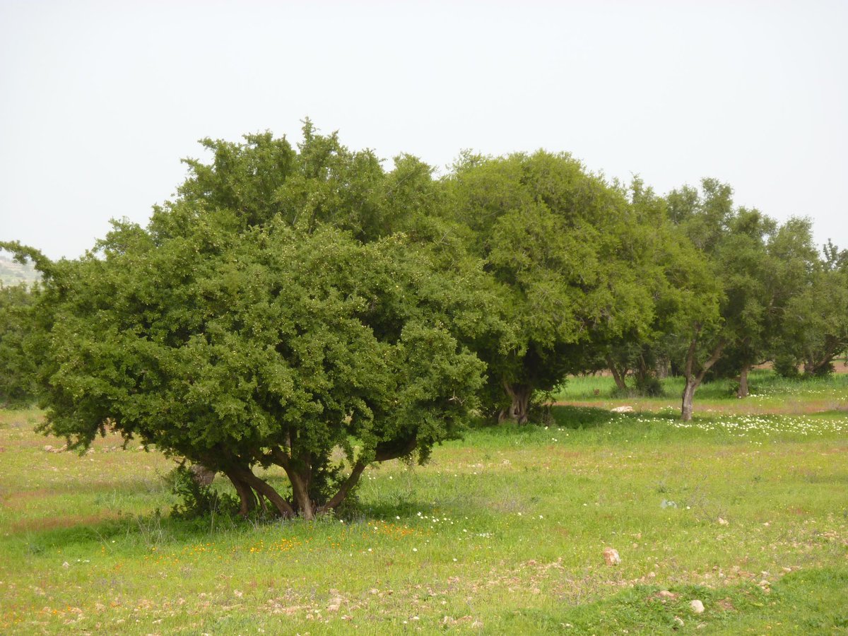 MoroccoIntel's tweet photo. 🇲🇦🌴| Agadir abandonnera progressivement le palmier pour l’arganier.

Annoncé lors du Salon international de l’Arganier, la capitale du Souss verra prochainement une transplantation de cet arbre endémique dans les axes routiers de la ville. https://t.co/UGh6siGftH