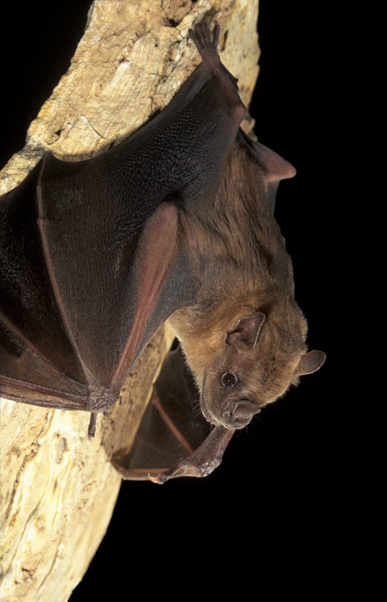 Happy #Baturday! (*Jamaican Fruit-eating Bat) 🦇