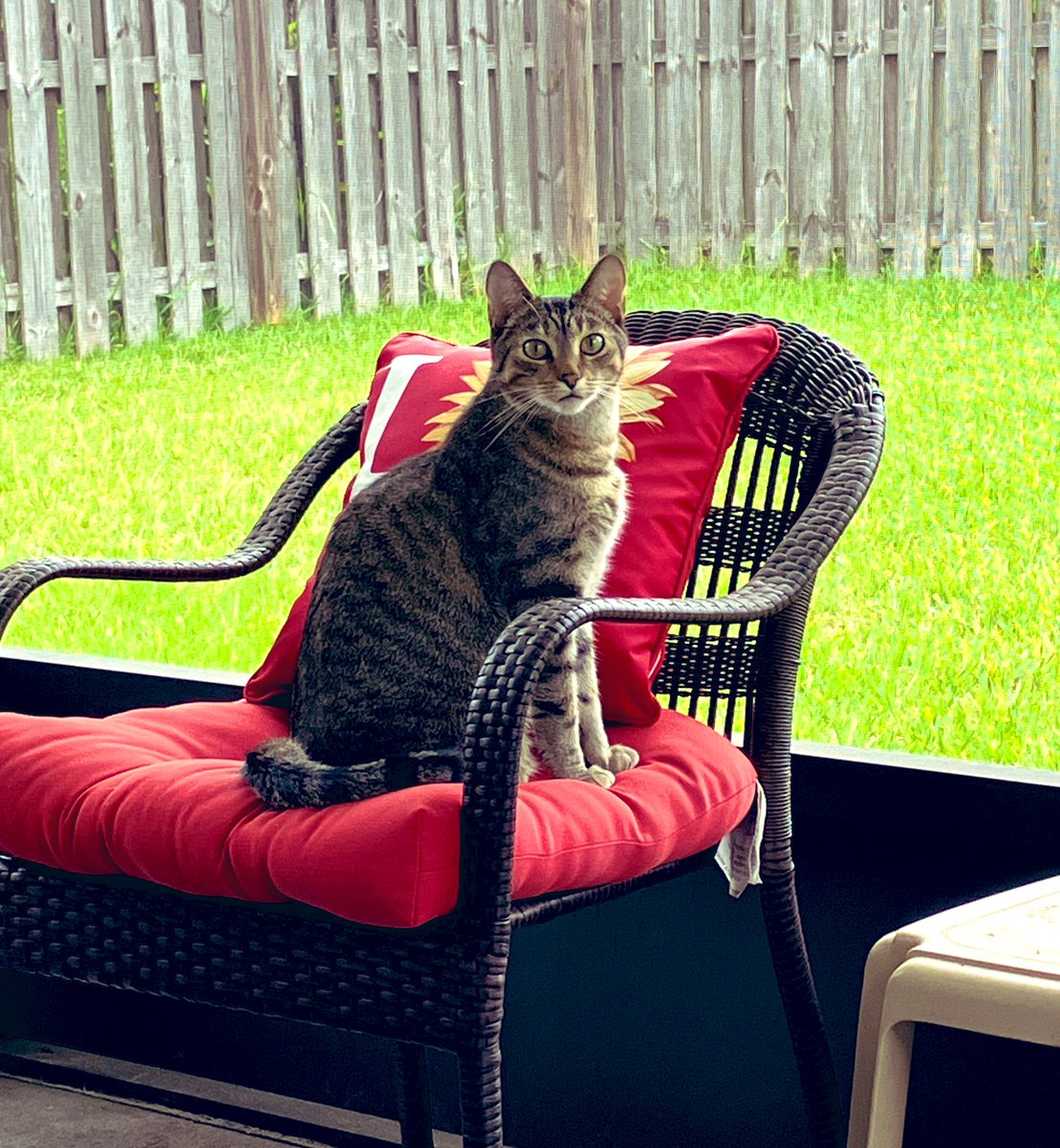 IsoAndSei's tweet photo. Happy Saturday! #Caturday #CatsOfTwitter https://t.co/Mx54JAf1Bb