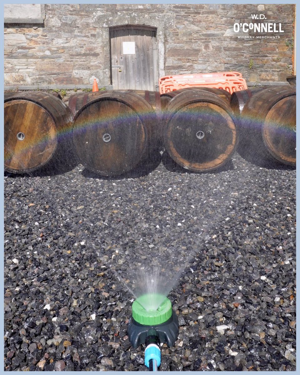 OConnellWhiskey's tweet image. Suns out, guns out. 

What’s going on here then? These whiskey casks hardly need a bath? 

Wrong answers only ⬇️⬇️⬇️

#splishsplash #whiskeysummer #bath #whisky #cask #whiskeycask