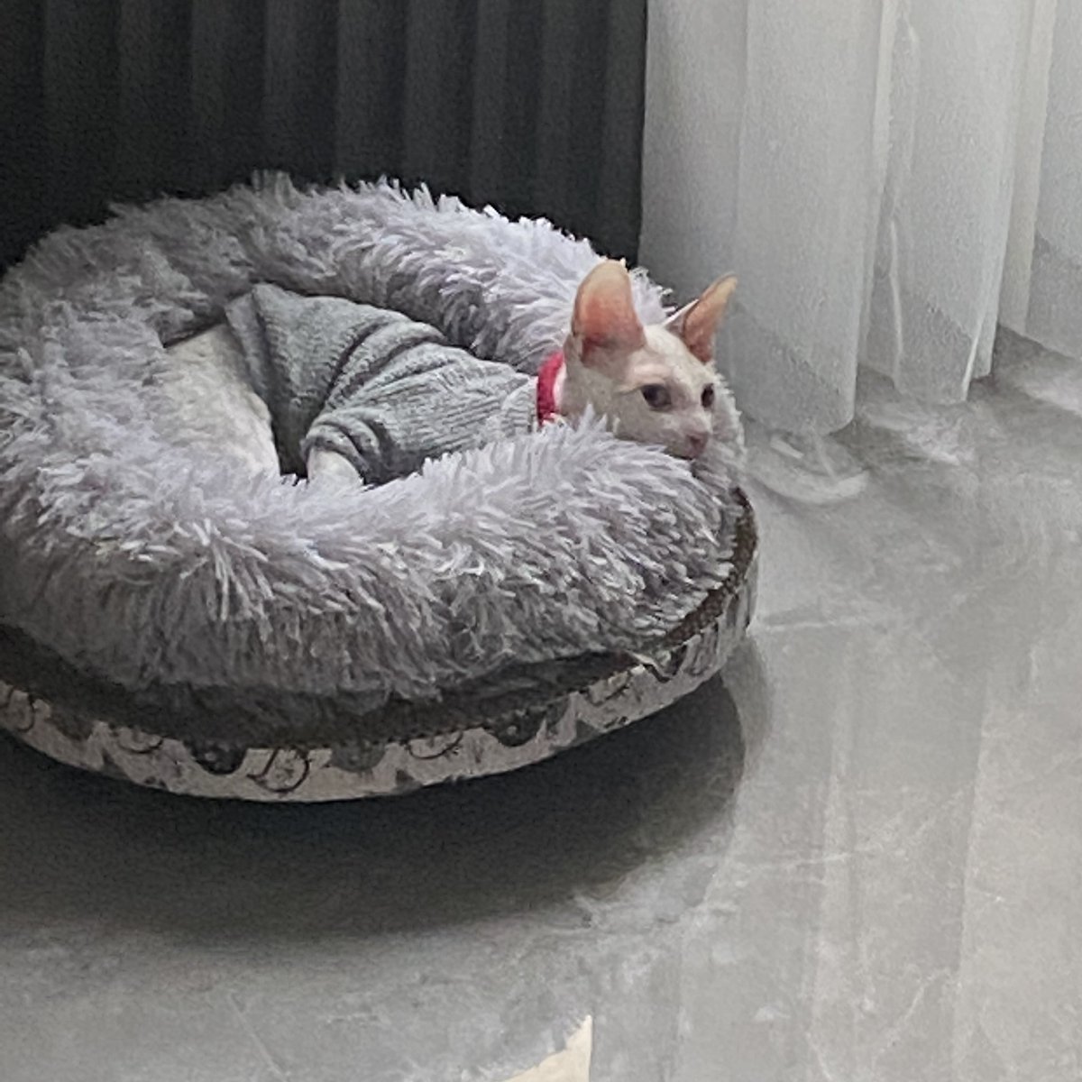 kollkci's tweet photo. 這隻小貓小時候可愛的要死了 在家裡又活潑又可愛 https://t.co/rqmSQ9rmMQ