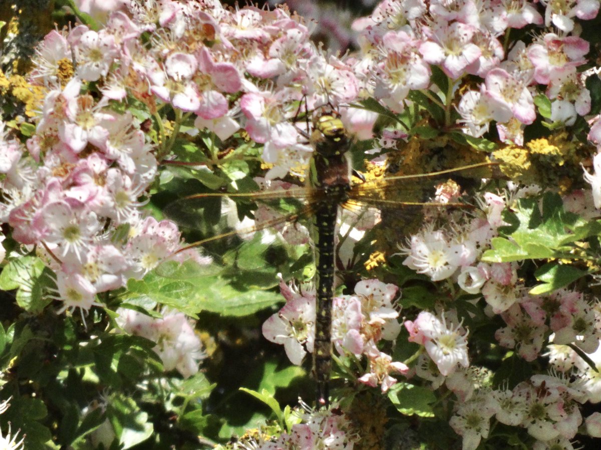 GuyBorder96's tweet photo. Thinking this is a Hairy Dragonfly? Seen this morning at Goldcliff Lagoons, Newport https://t.co/M5O7tgYnSZ