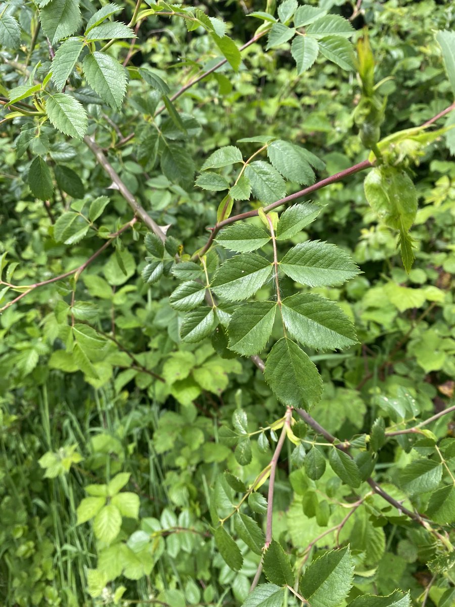 nisha_tandon's tweet photo. β¦@artsektaβ© what a fantastic afternoon in Glencrain Park learning about edible plants growing in our Parks. Part of our #ForthMeadow Greenway project. Thanks to β¦@belfastccβ© for funding the programme under #PeaceIV programme. Thank you to Dermot Hughes a great teacher https://t.co/t5KTyo1C0A