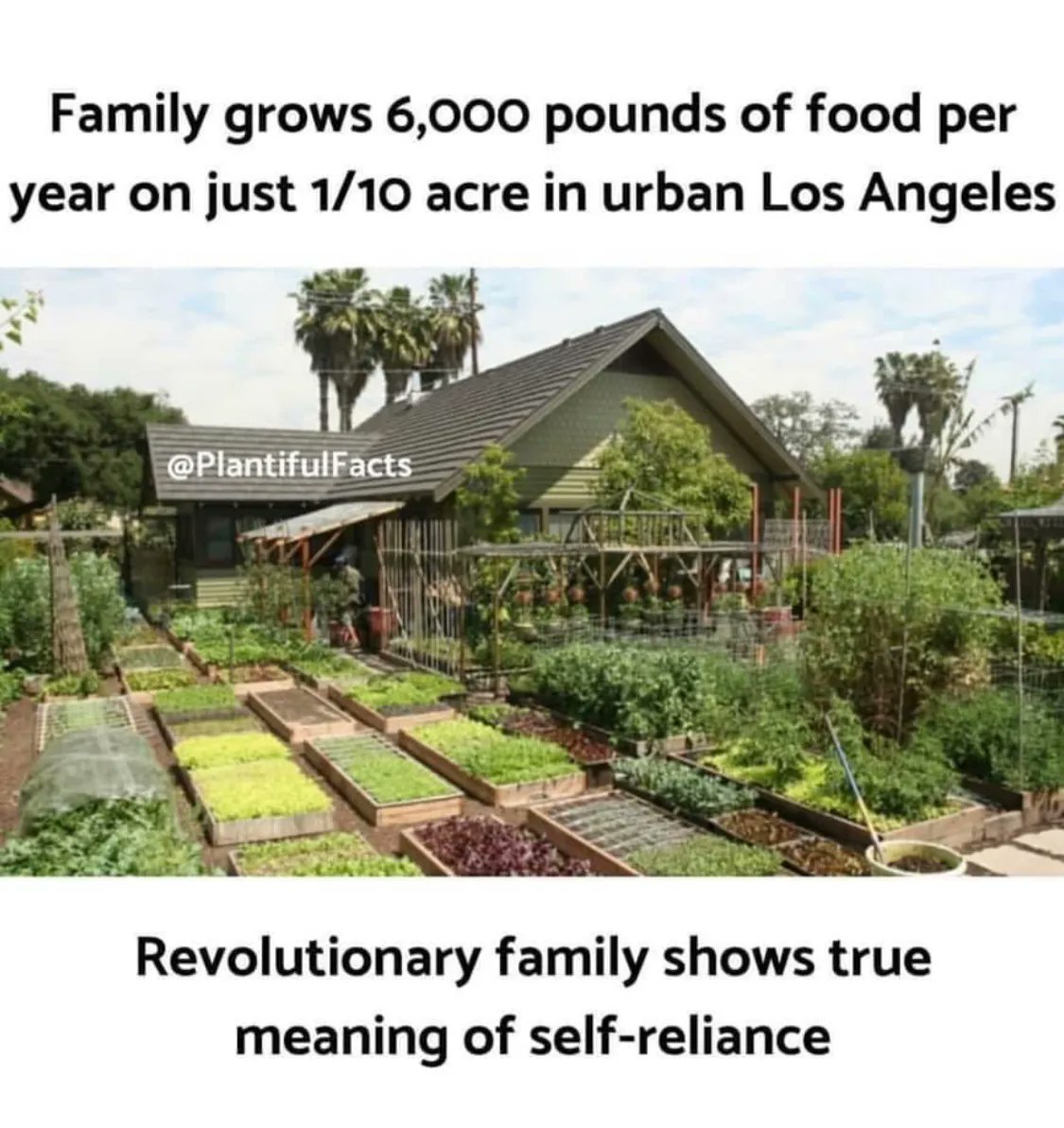 'Grow your own food' #nutrition #wellness #wellnessblog #plantbased #plantmedicine  #healthyself #growyourownfood  #foodismedicine #healthyliving #healthylifestyle   #healingcomesfromtheearth  #wellnesswarrior #healthylivingtips  #healingwithfood #healthy #healthylifestyle