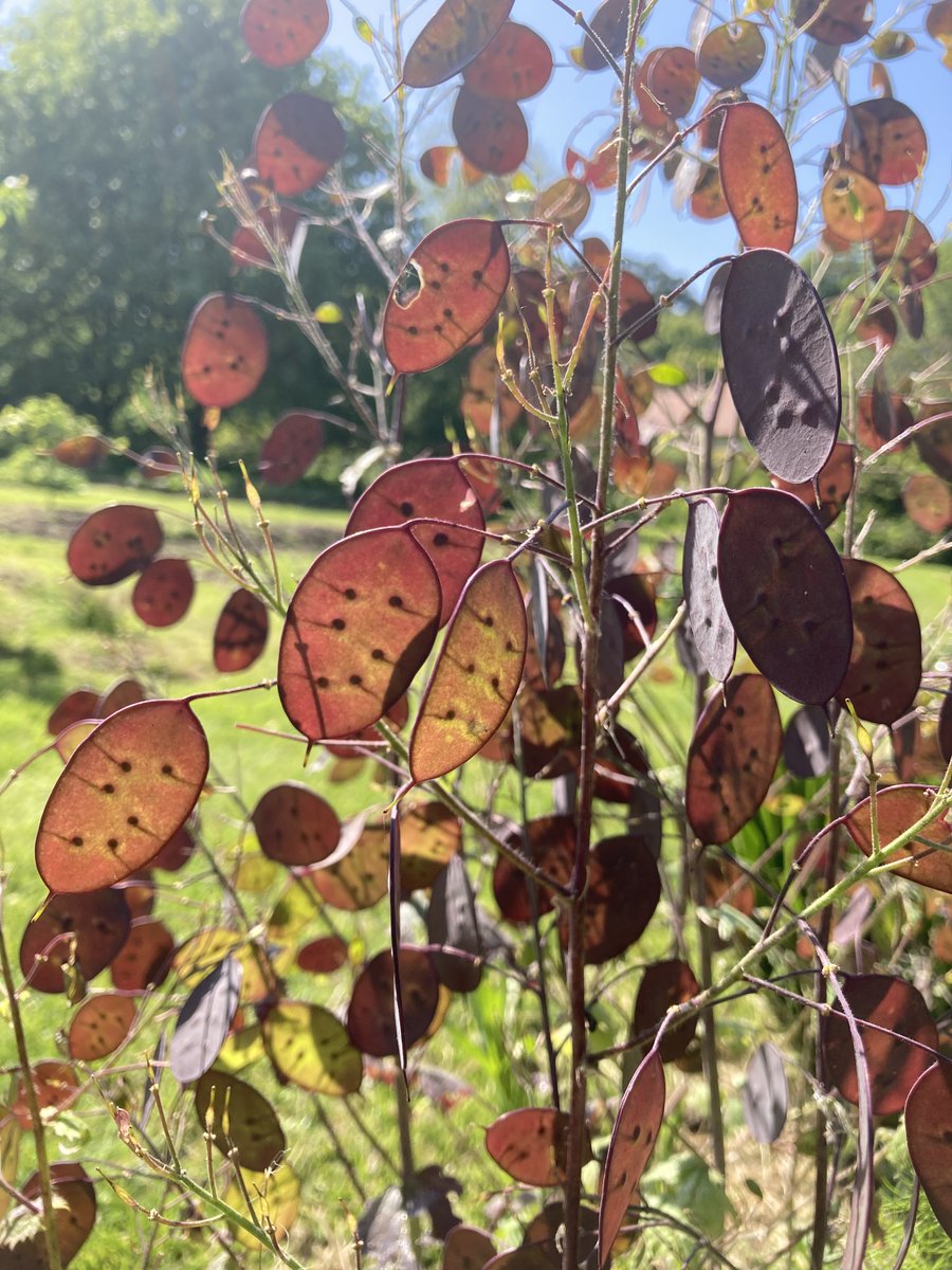 thebaytrust's tweet image. Honesty, or Lunaria, growing in #ThePinesGarden. We're not open today or tomorrow, but will be back to usual opening hours on Wednesday. Have a lovely bank holiday #springplants #honesty