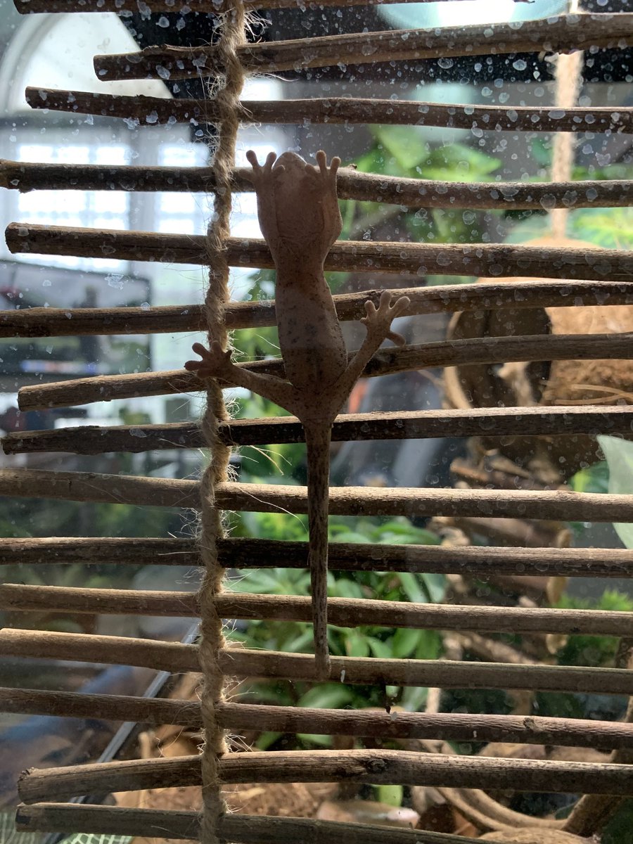 Xsarra_74's tweet photo. Little Jeckle strikes a pose!  #lizardsoftwitter #crestedgecko https://t.co/9OB7IkFM6T
