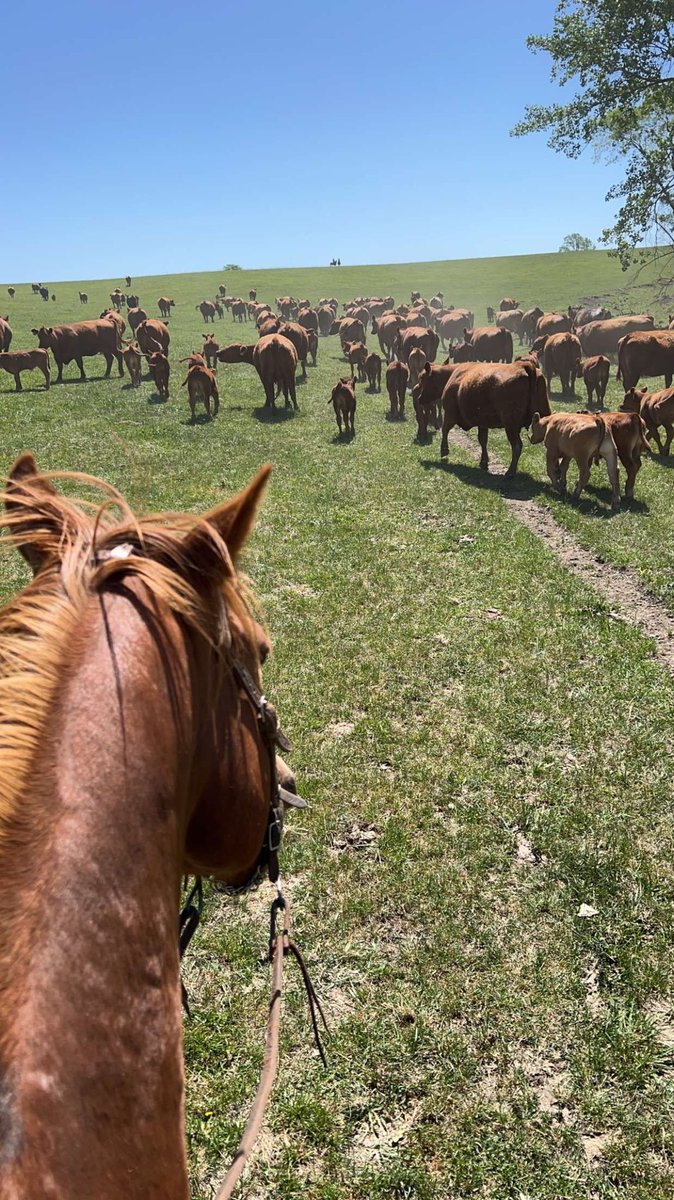 Go Farm Yourself (@gfy_ag) on Twitter photo Move along u lil money making machines. From <a href="/TLauritsen374/">Ty Lauritsen</a> post ur piks below. I need more of this in my life. Move along u lil money making machines. From <a href="/TLauritsen374/">Ty Lauritsen</a> post ur piks below. I need more of this in my life.