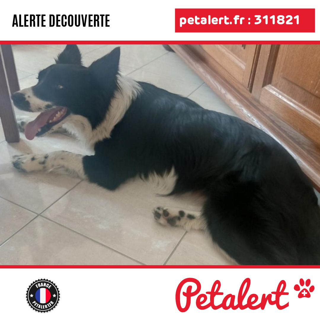 petalert_france's tweet photo. Trouvé #Chien #SeineEtMarne #MaisonRouge #Petalert  #PetAlert77 / https://t.co/8xkbWwQcGm https://t.co/Kt8wWbGuXA
