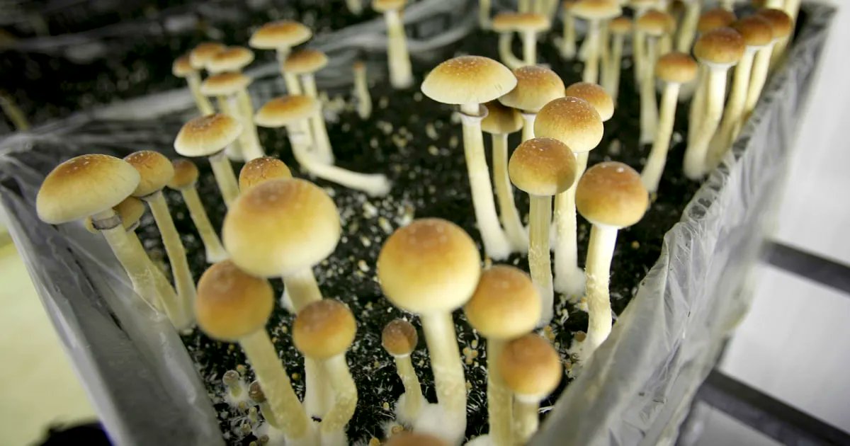 🍄 Single dose of psychedelic drug eased cancer patients' anxiety, depression for years: buff.ly/2tZzwaR 🌈🦋 #psychedelics #retreatmicrodose