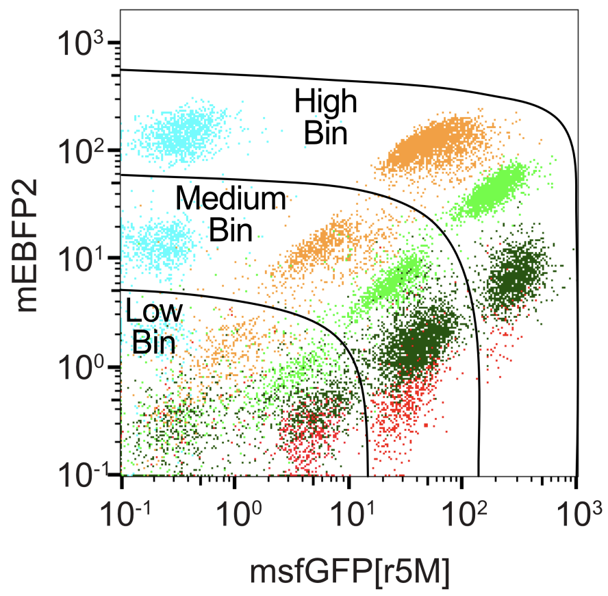 Mikhail Shapiro (same on bsky) 🇺🇦 (@mikhailshapiro) on Twitter photo Can you express multiple genes from a single mRNA at programmable ratios without long intervening sequences or peptide overhangs? 🤔 Yes, with SEMPER! 😉 Congrats <a href="/mtduan/">Mengtong (Tom) Duan</a>, <a href="/ishaanjdev/">Ishaan Dev</a> and coauthors on this new tech for mammalian synbio & gene therapy. biorxiv.org/content/10.110… Can you express multiple genes from a single mRNA at programmable ratios without long intervening sequences or peptide overhangs? 🤔 Yes, with SEMPER! 😉 Congrats <a href="/mtduan/">Mengtong (Tom) Duan</a>, <a href="/ishaanjdev/">Ishaan Dev</a> and coauthors on this new tech for mammalian synbio & gene therapy. biorxiv.org/content/10.110…