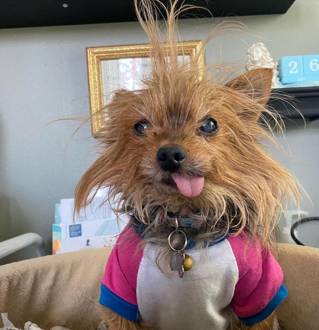 This is Piglet. She was rescued in 2019 at approximately 13 years old. Has had precisely zero bad hair days ever since. 14/10 #SeniorPupSaturday