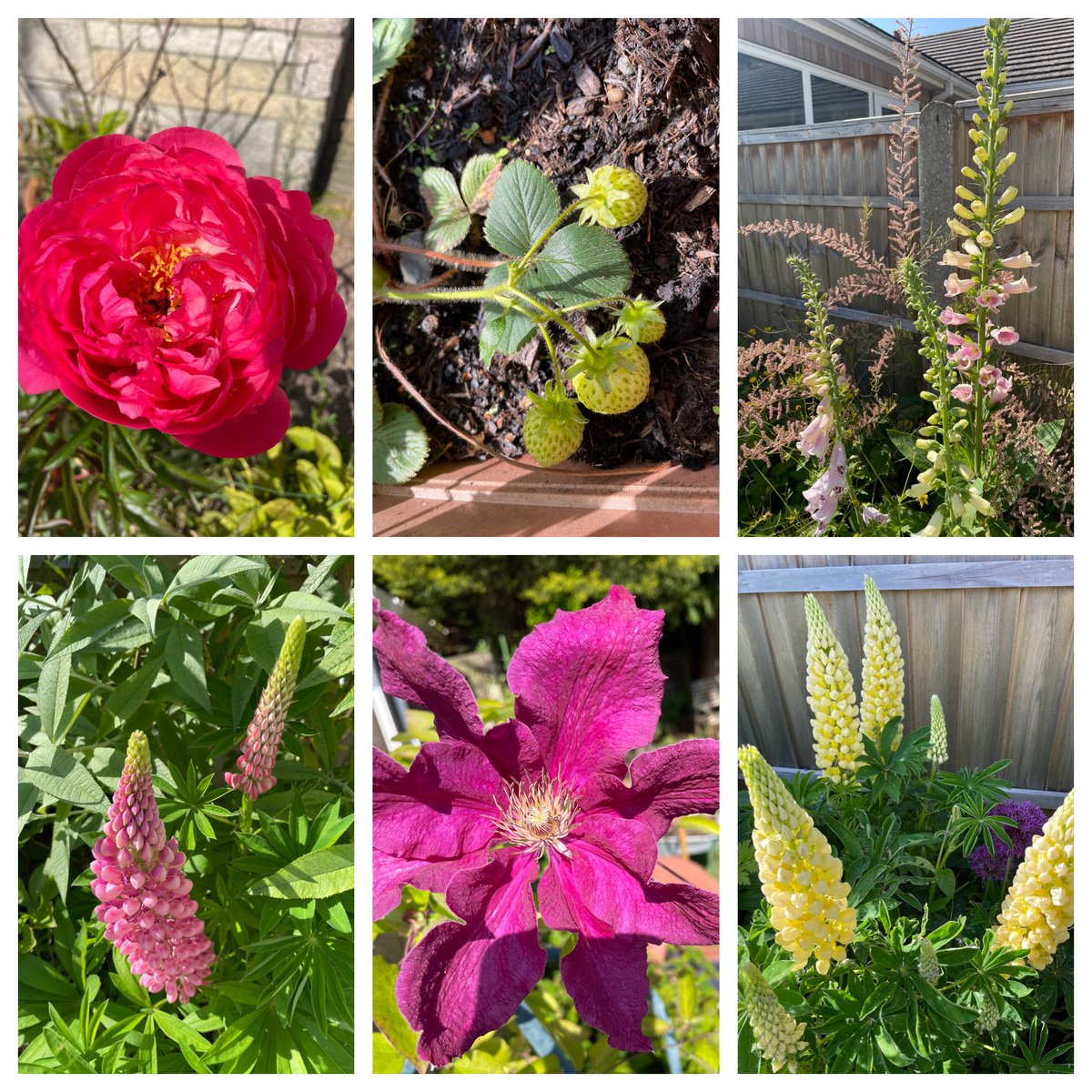 susanjanegray's tweet photo. #SixOnSaturday first strawberries grown ever! 🍓 only one peony on this one on one single stem that came up but boy it’s a goody!! It’s massive! Lupins have been better than ever this year. #garden #novicegardener #GardeningTwitter #gardening https://t.co/cKlhdBGlaz