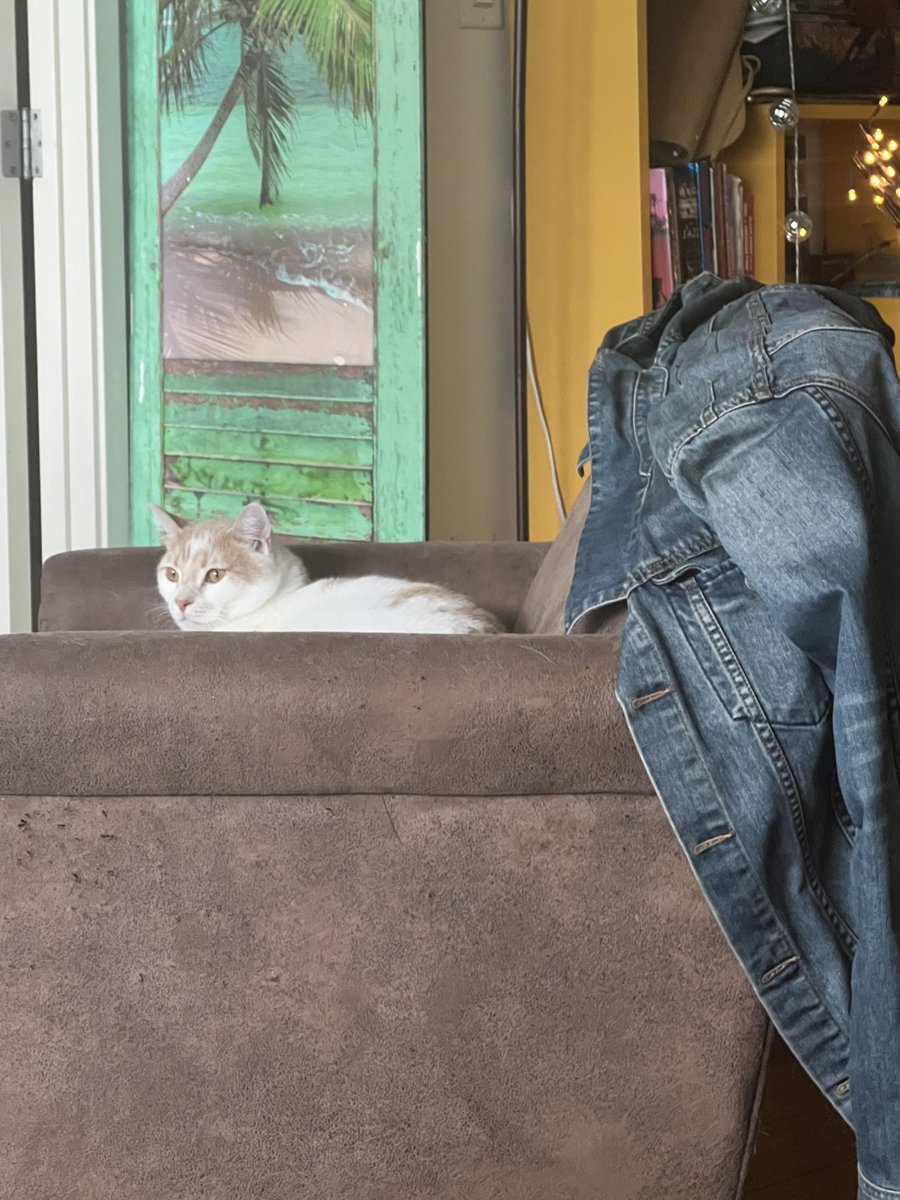TonyTodd54's tweet photo. #Caturday #TheloniousMango #onecoolcat https://t.co/urYkkRS5Xv