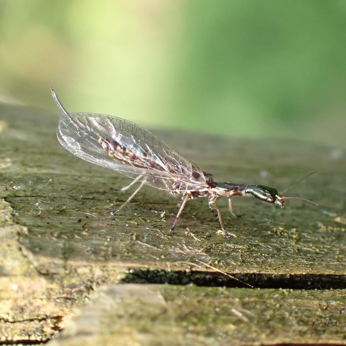 thequietwalker's tweet photo. @TimothyJonas look what I got to see today my first Snakefly, Timble-ings wood above Otley North Yorkshire. Not sure which species, @YorksWildlife @ynuorg https://t.co/xSyIflEWWQ