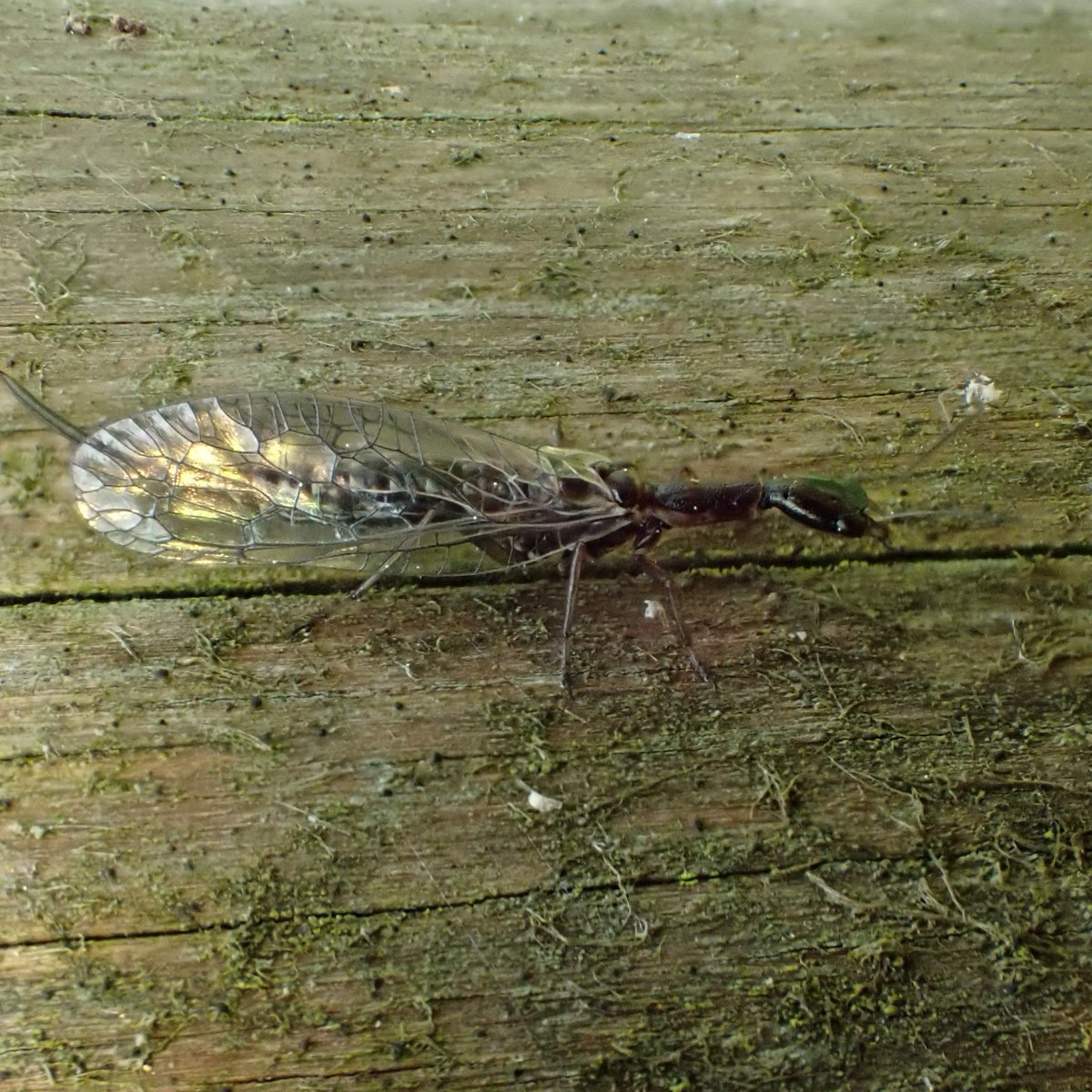thequietwalker's tweet photo. @TimothyJonas look what I got to see today my first Snakefly, Timble-ings wood above Otley North Yorkshire. Not sure which species, @YorksWildlife @ynuorg https://t.co/xSyIflEWWQ