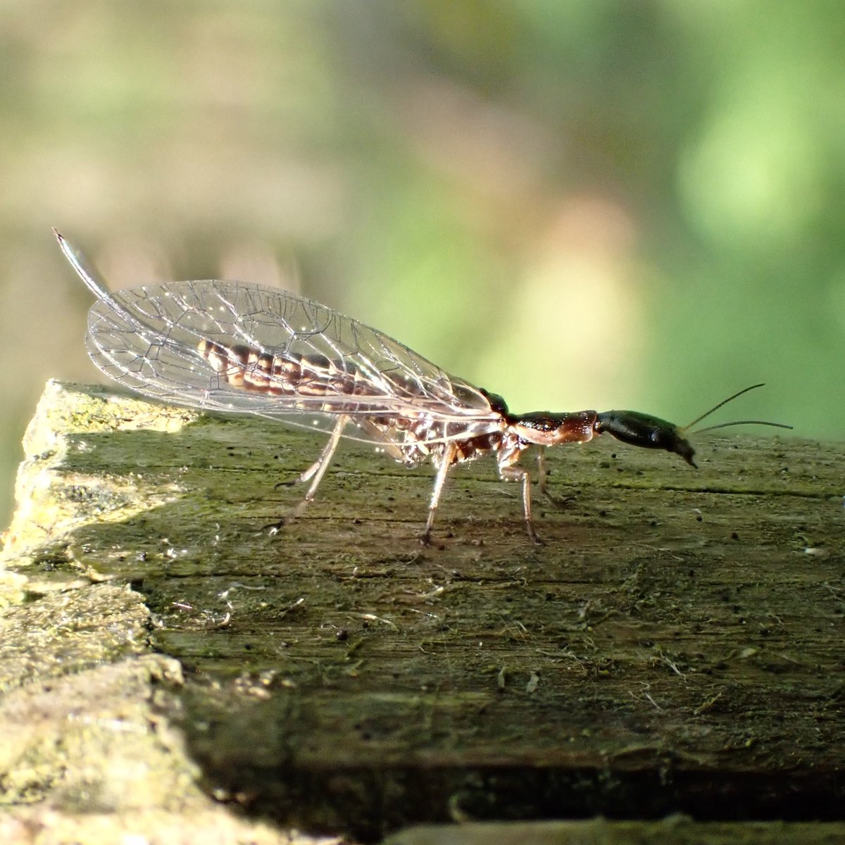 thequietwalker's tweet photo. @TimothyJonas look what I got to see today my first Snakefly, Timble-ings wood above Otley North Yorkshire. Not sure which species, @YorksWildlife @ynuorg https://t.co/xSyIflEWWQ