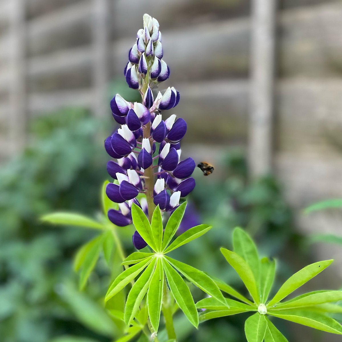 BeeGoodUK's tweet image. Looks like Spring is well and truly springing! This little fella in the garden today going about his business.

#beegood