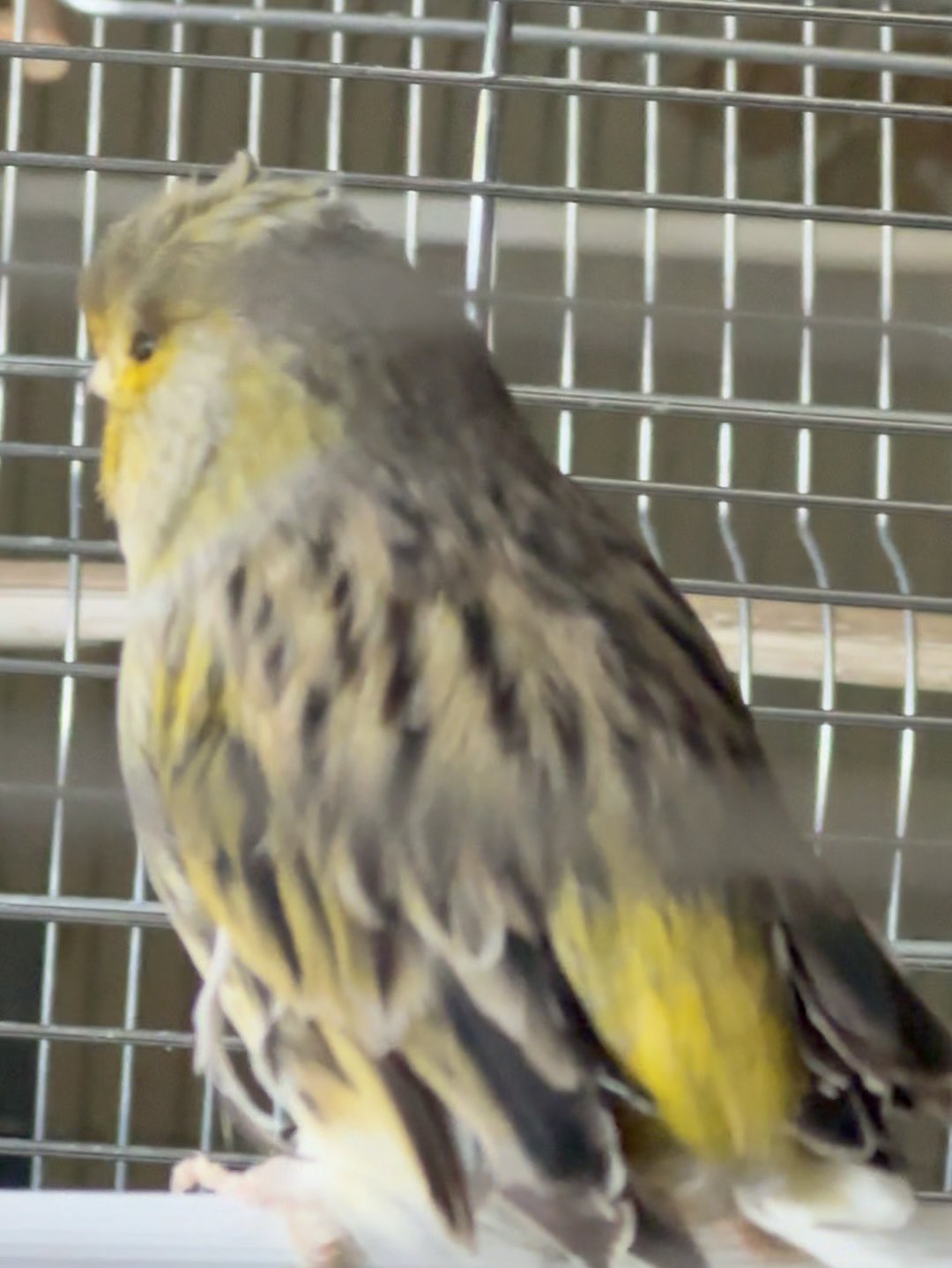 IANTO (Minister für Verteidigung) 🐾 on Twitter