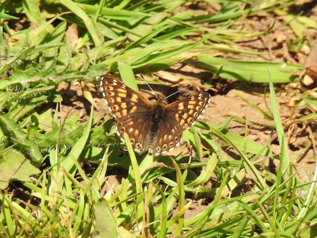 toby_wildlife's tweet photo. Extraordinary Lepidoptera day up in the Cotswolds with @dwebbbirder1. Duke of Burgundies, Marsh Fritillaries, Adonis Blues, Small Blues but most amazingly a mating pair of Narrow-bordered bee hawk moths! Does anyone know if this is an unusual record? @BC_Glos @savebutterflies https://t.co/iu5g8gH873