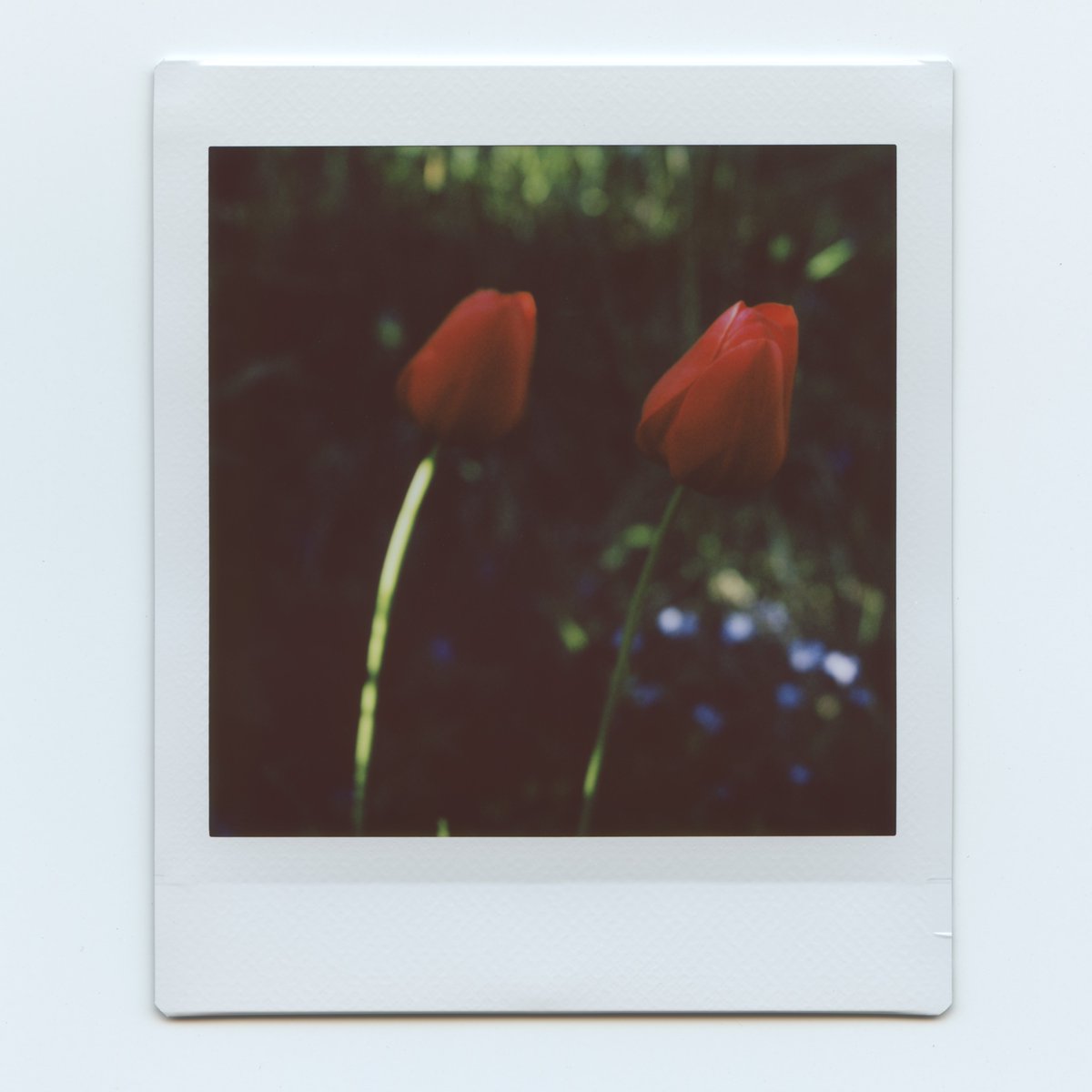Wild tulips on instax