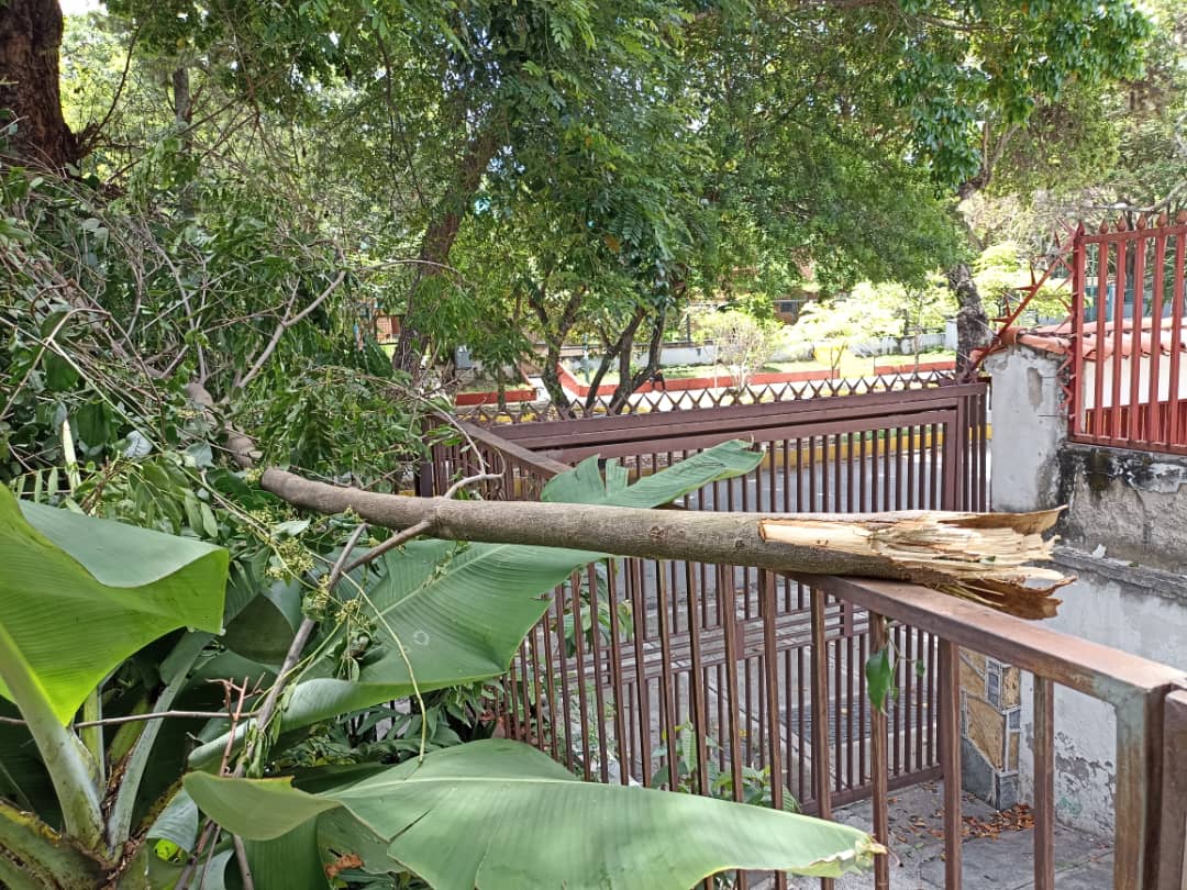 LaCaliforniaSi's tweet photo. ATENCIÓN | 📸 | #27Mayo | A raíz de las lluvias del día de ayer y de los fuertes vientos, en la Av. Roma de #LaCalifornia, varias ramas cayeron sobre el techo y entrada de la casa de un vecino. Señores de @ippcmunsucre @impass, se agradece su presencia. Gracias de antemano. https://t.co/RwAFGZCjFJ