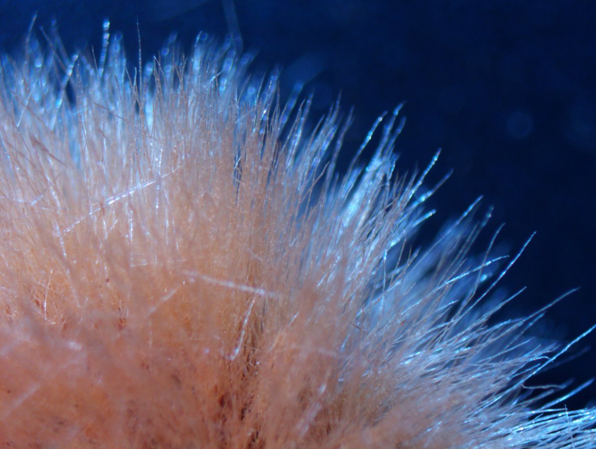 drmichaellevin's tweet image. Some back yard macrophotography.