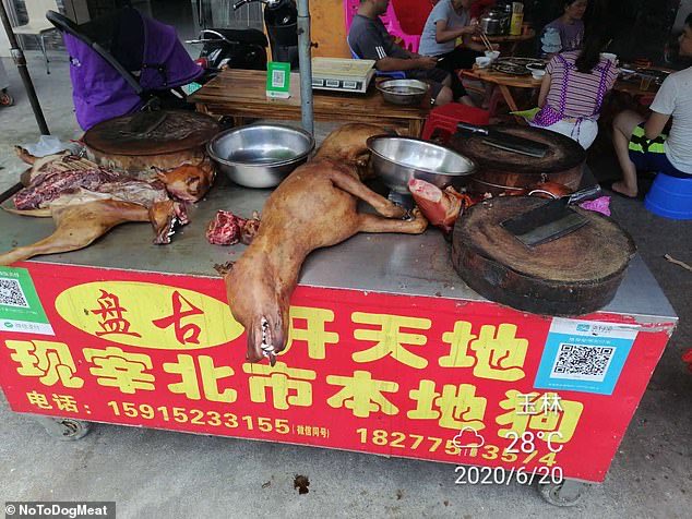 London charity #NoToDogMeat is urging westerners to avoid the Yulin lychee &amp; Dog Meat festival in China as disaster tourism will only make the cruel event even worse.

During the ten-day horror, 10k dogs &amp; 5k cats are brutally tortured &amp; killed in the street before being eaten👿