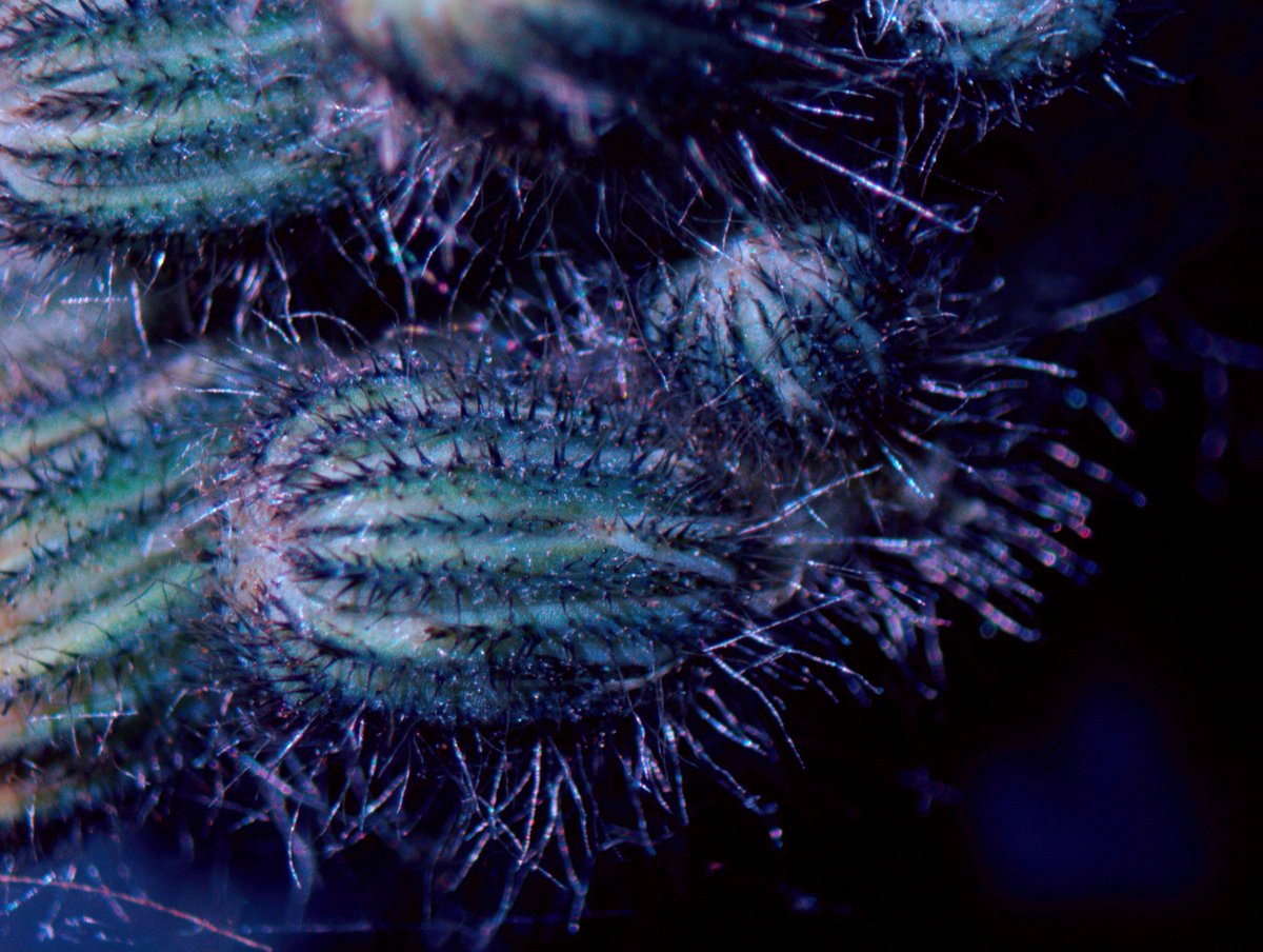 drmichaellevin's tweet image. Some back yard macrophotography.