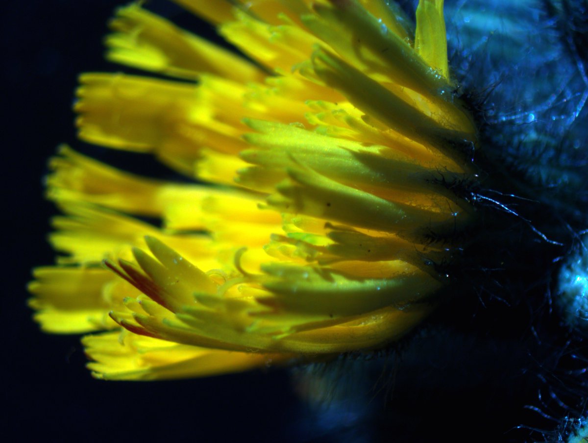 drmichaellevin's tweet image. Some back yard macrophotography.