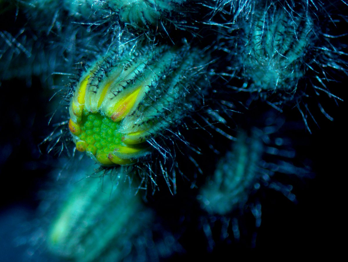 drmichaellevin's tweet image. Some back yard macrophotography.