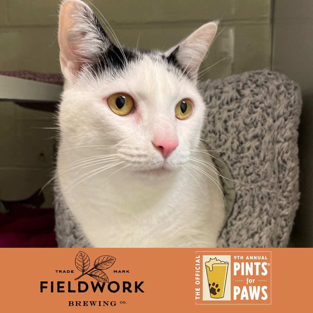 I'm Leo, here to meow THANK YOU to @FieldworkBrewCo for their generosity in sponsoring Pints for Paws! Learn more about me and how to adopt me & get your #PintsForPaws tix l8r.it/U08Q #dogsandbeer #dogs #berkeley #dogfriendly #craftbeer #adopt #adoptdontshop