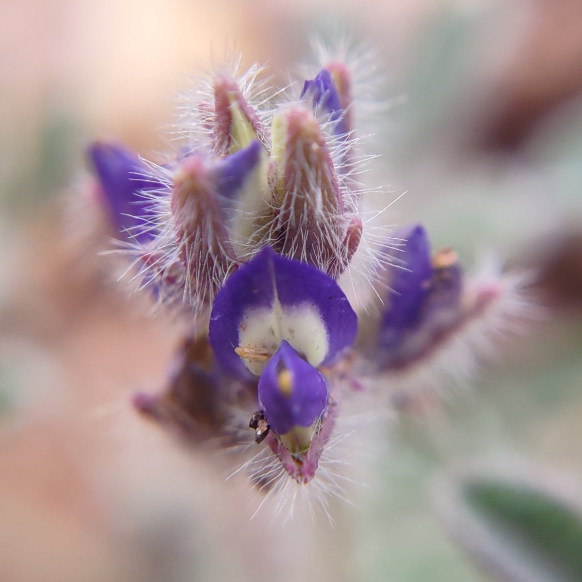 #FloraPhotoSaturday new growth.

#TCCphotography #macrophotography