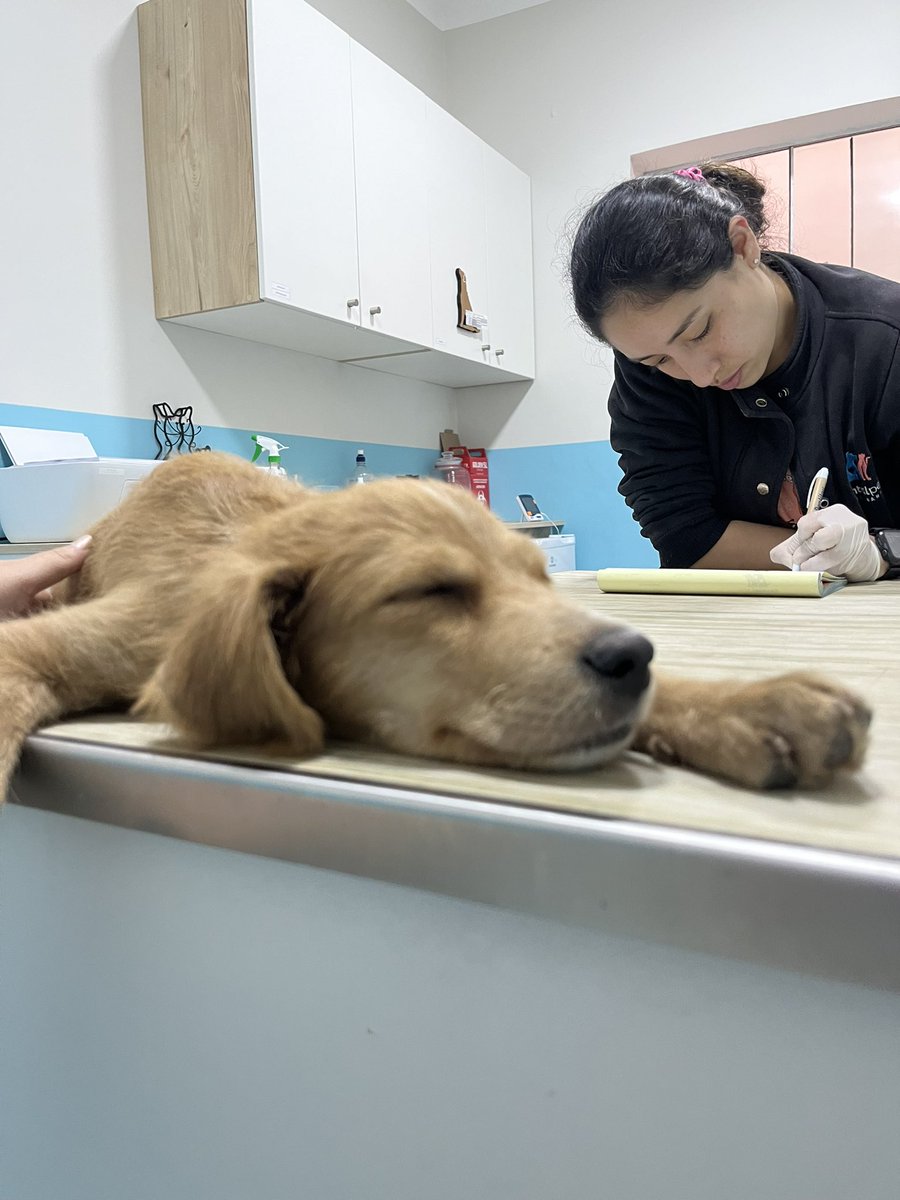 andreivalle's tweet photo. Hoy le dimos hogar temporal a Milo, un cachorrito rescatado de las calles de Independencia. Lo llevamos al veterinario y está sanito, tiene 3 meses aprox. Ahora le estamos buscando una familia que lo quiera por siempre, es súper tranquilito y cariñoso 🥹🥰

RT por favor 🙏🏼 https://t.co/wWE0RDZMbg