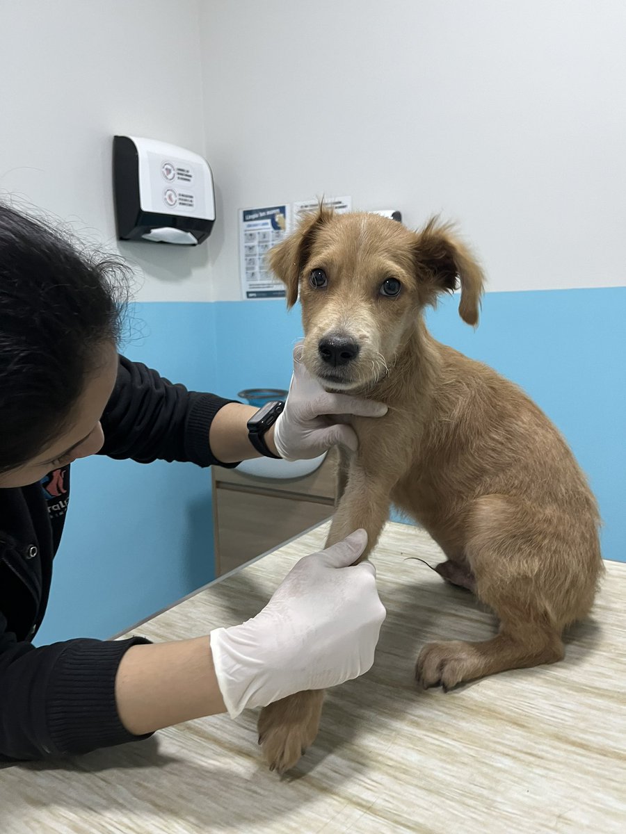 andreivalle's tweet photo. Hoy le dimos hogar temporal a Milo, un cachorrito rescatado de las calles de Independencia. Lo llevamos al veterinario y está sanito, tiene 3 meses aprox. Ahora le estamos buscando una familia que lo quiera por siempre, es súper tranquilito y cariñoso 🥹🥰

RT por favor 🙏🏼 https://t.co/wWE0RDZMbg