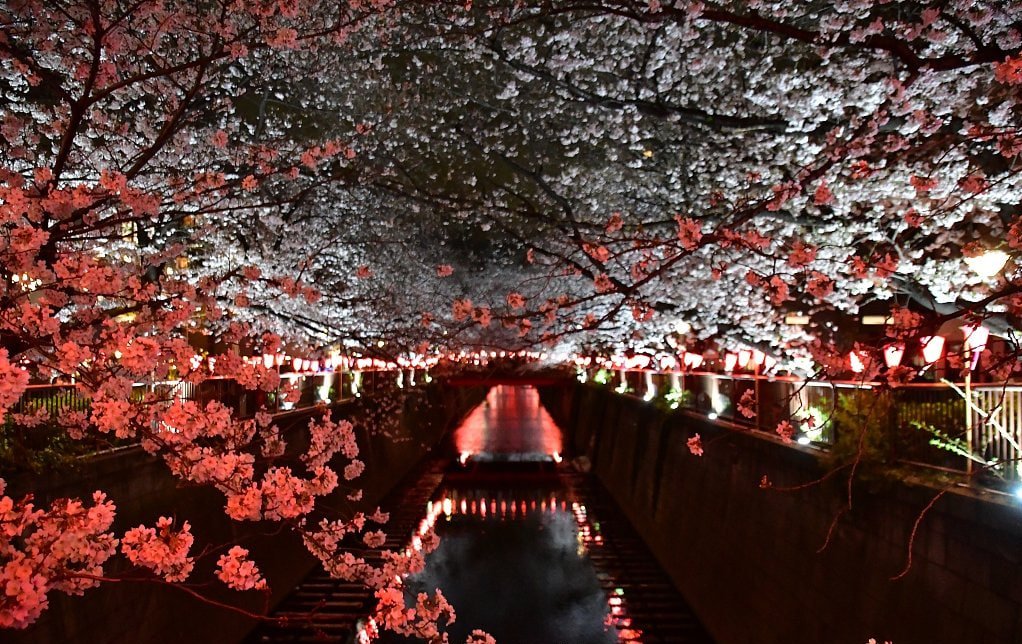 Wanna to go see some cherry❤