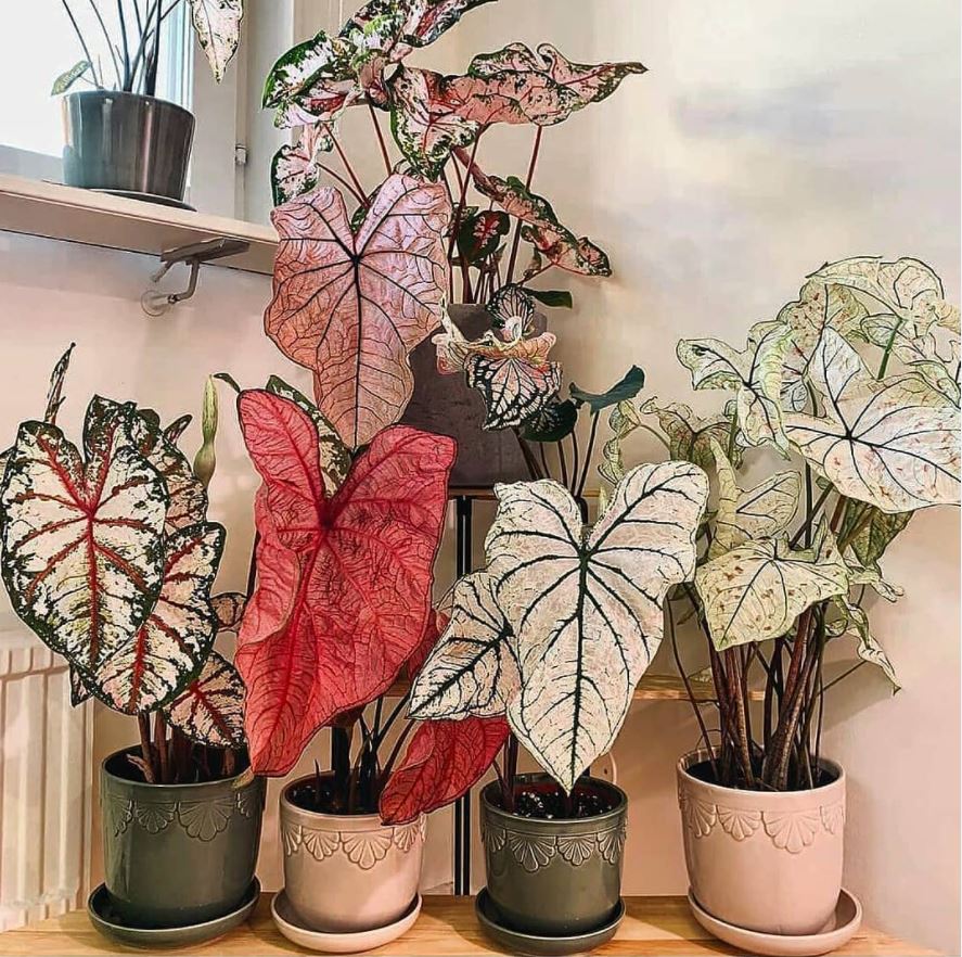 A collection of Caladiums🌿